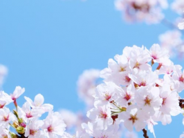 sakura