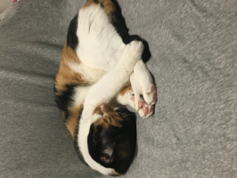 みーころ