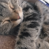 なな