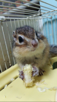 もなか