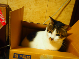はまおか