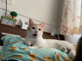 おしるこ