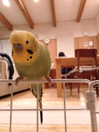 トミヲ