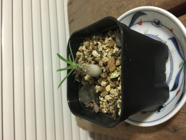 せいちんさんのレビュー一覧 通販 無印良品 せいちんさんのレビュー一覧 通販 無印良品