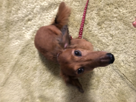 さとる