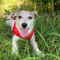 スズJRT