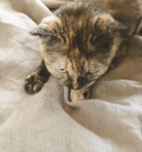 みー