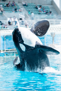 orca