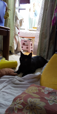ちょこ