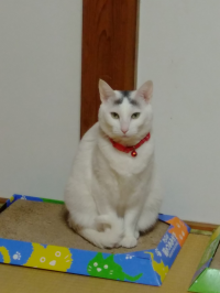 ムーコ