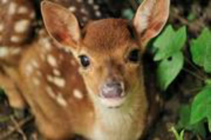 Bambi