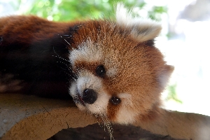 チロすけ