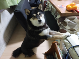 マー