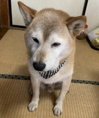 よーこ
