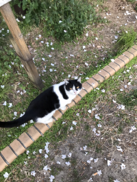 ぼん