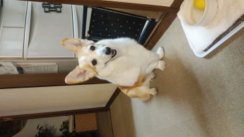 ゆぱち