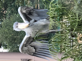 バリ