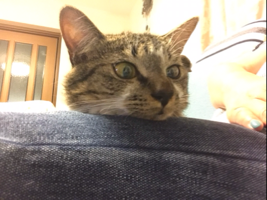 mimi