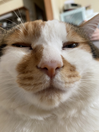 ほのか