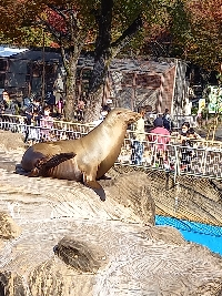 はな