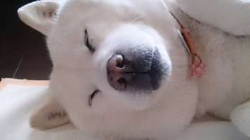 じんろし
