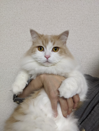 ちあき