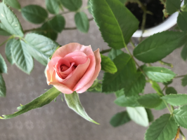 ぷち