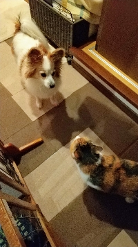 いがゆみんちゅ