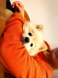 もちこ