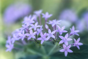 かまぼこパンダ