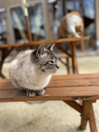 なな