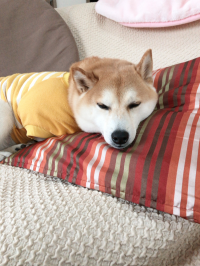 ちきちゃん