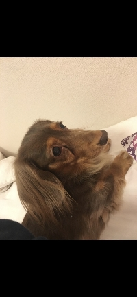 ウチコ