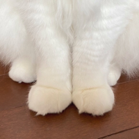ズッケェロ