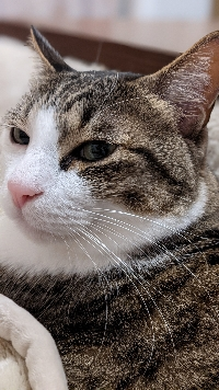 こたろ