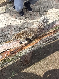 よしこ