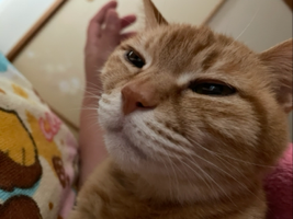 ちゅう