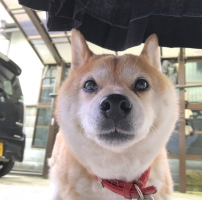 あき
