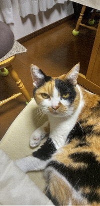 こがねまま