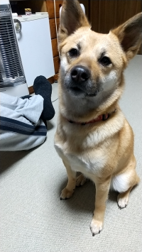 aya