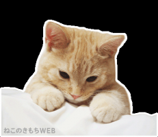 よかちゃん