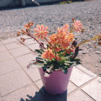かっちん