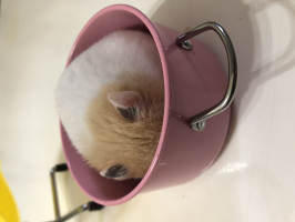 さゆ