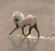 ほさか