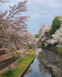 やまとぶんちょう