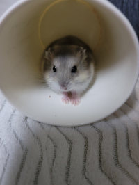 まめちゃん