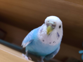 くぅちゃん