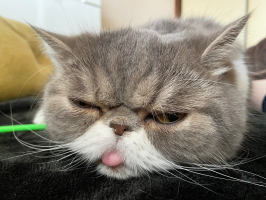 maju