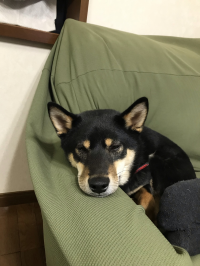 Ken