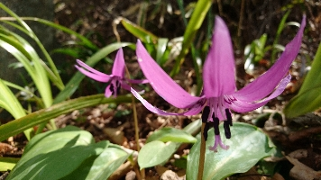 kaako